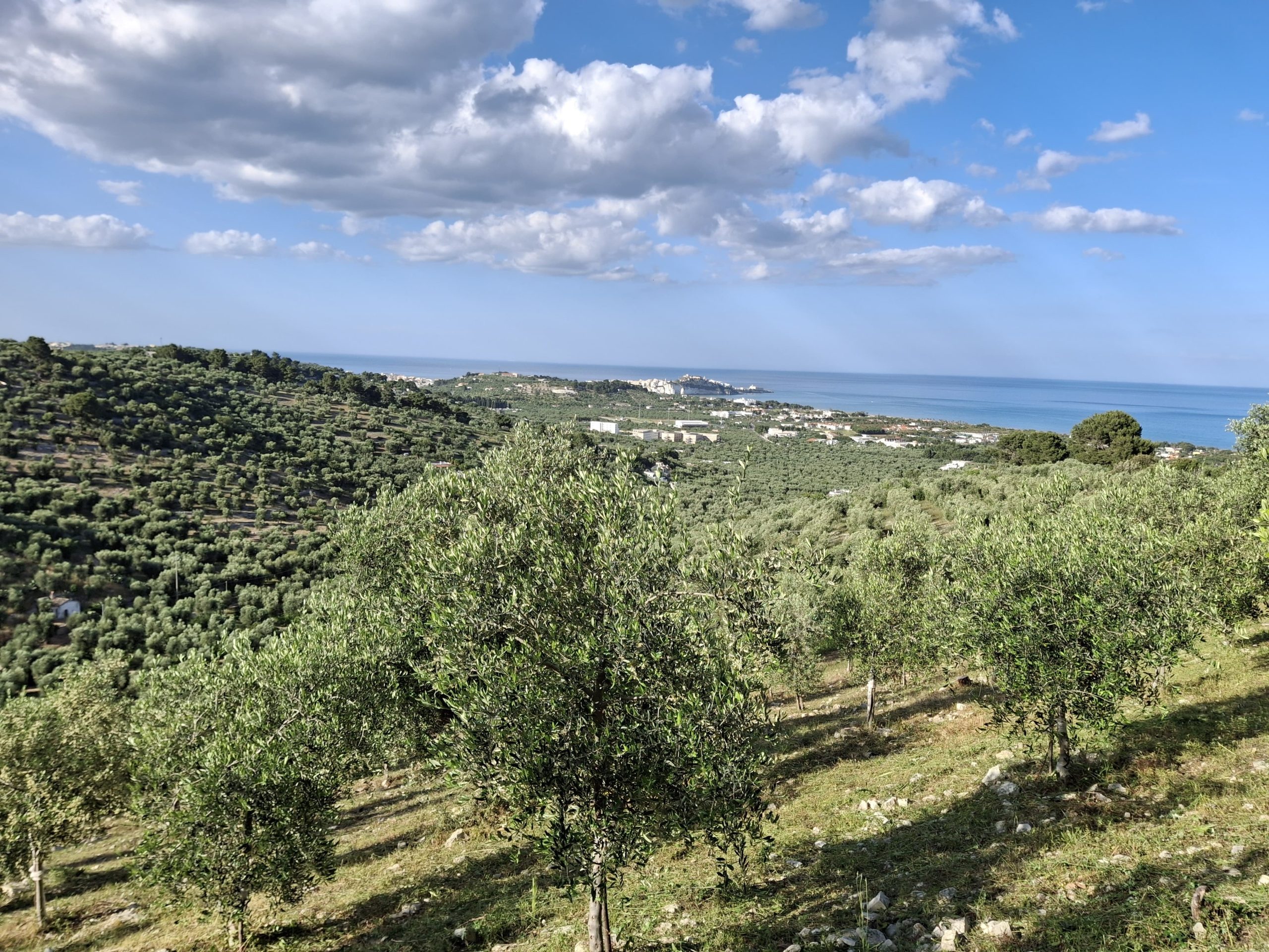 De olijfboomgaard van I Masoliani in Vieste